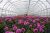 Greenhouse For Sale